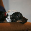 Modenschau der Altriper Tracht 2007 - 062